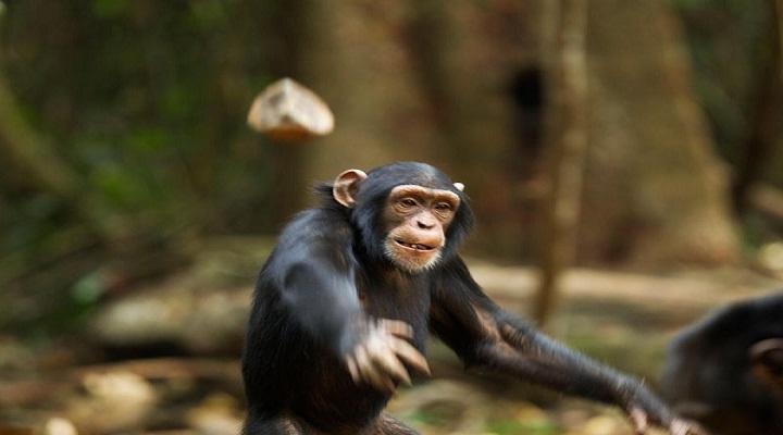 Vì sao tinh tinh lại ném phân vào du khách?