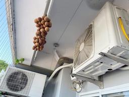 1001 cách làm vải sấy khô từ cái nắng gay gắt của những ngày nóng kéo dài