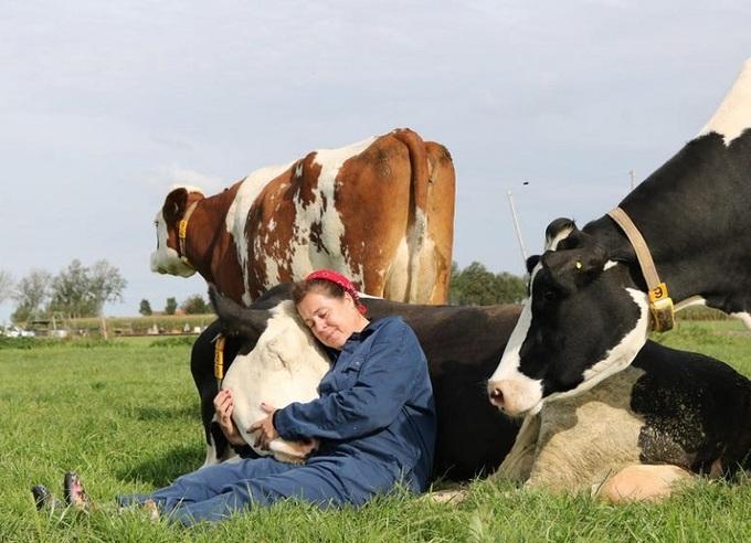 Trào lưu ra đồng ôm bò để giảm căng thẳng