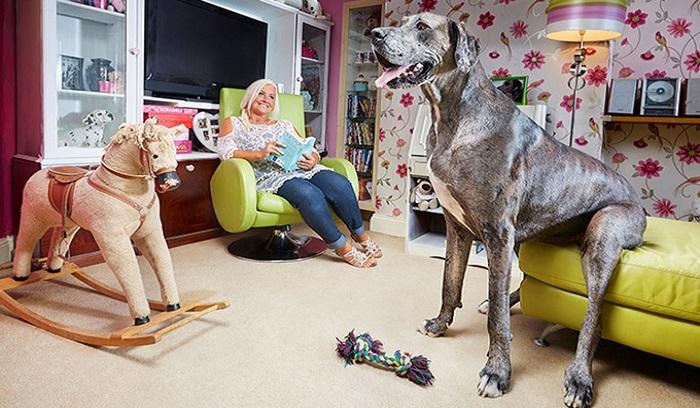 Chú chó cao 2,26m nói lời tạm biệt con người