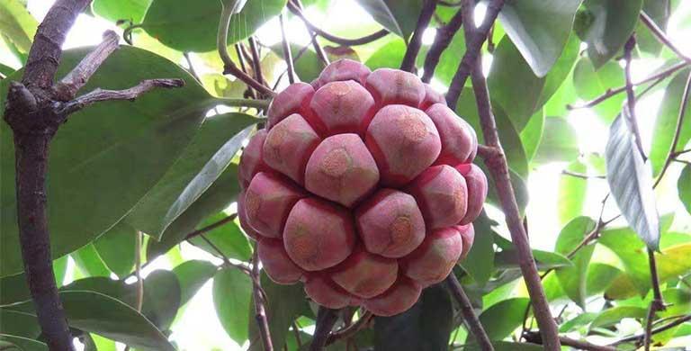 Na rừng "siêu to khổng lồ" có giá vài trăm nghìn một trái