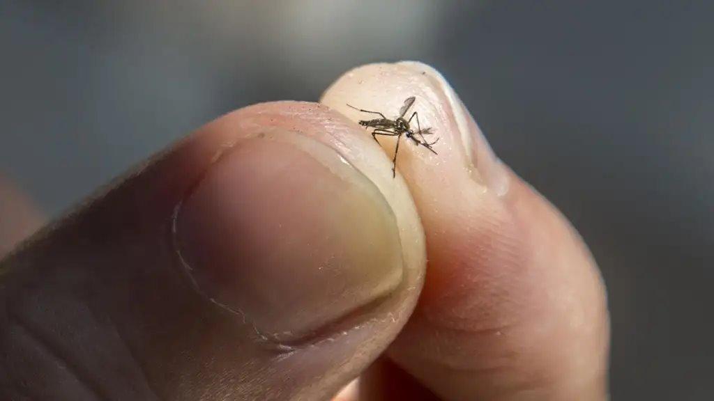 Cô gái có sở thích sưu tầm xác muỗi