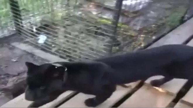 Trả 3,5 triệu đồng để được gãi bụng báo đen, người đàn ông bị lột da đầu