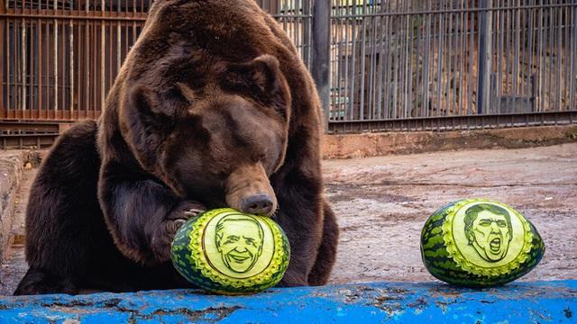 Gấu và hổ ở vườn thú Nga dự đoán kết quả bầu cử Tổng thống Mỹ 2020