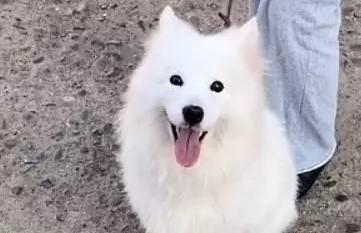 Vừa đẹp vừa biết điều, chú chó được giải cứu trước giờ vào lò mổ