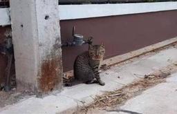 Chú mèo bỏ nhà "đi bụi", khi về mang theo đống nợ nần cho chủ