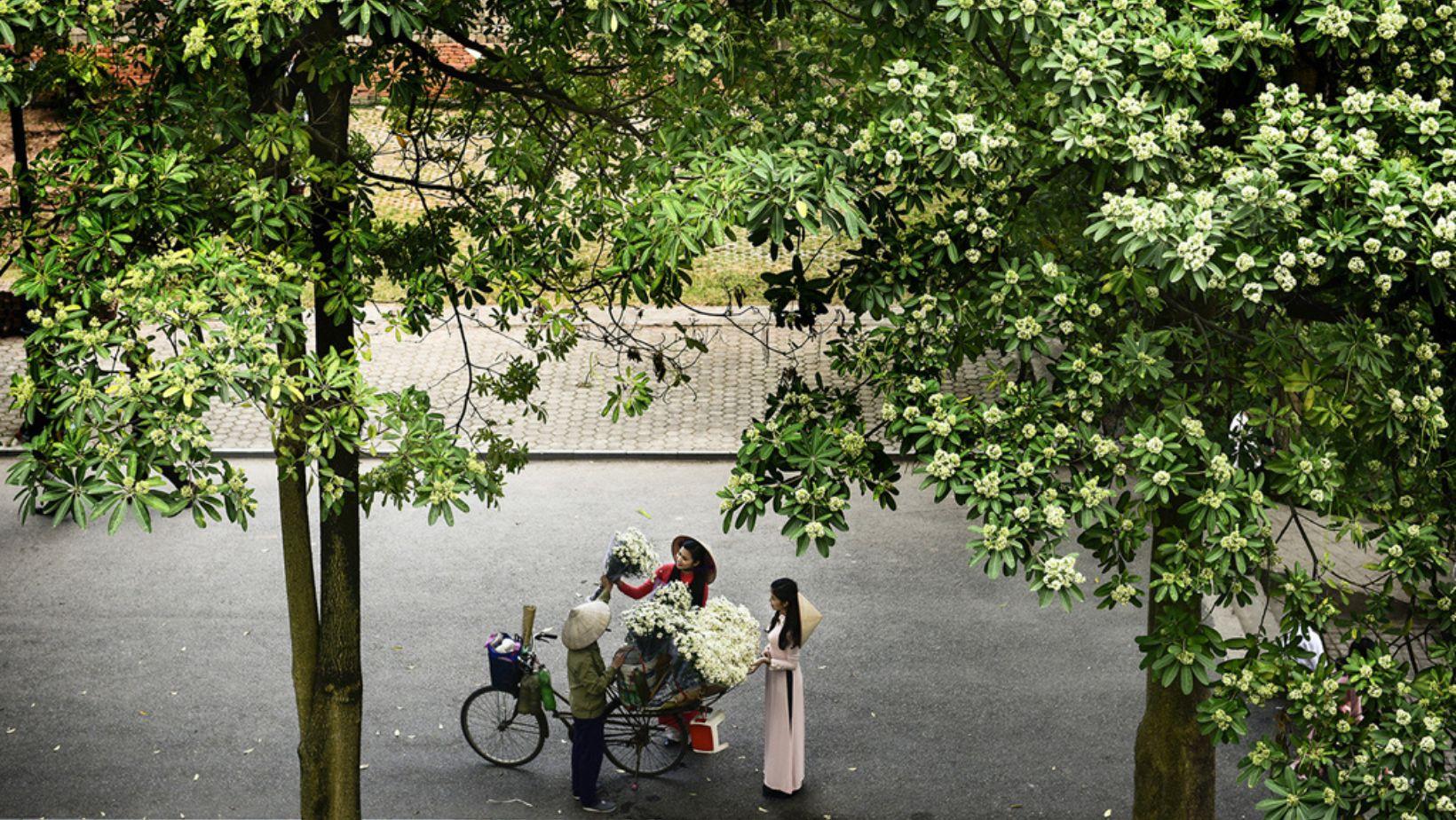 Mang cả hoa sữa về nhà cắm: Loài hoa "đặc sản" mùa thu Hà Nội tiếp tục gây tranh cãi không hồi kết