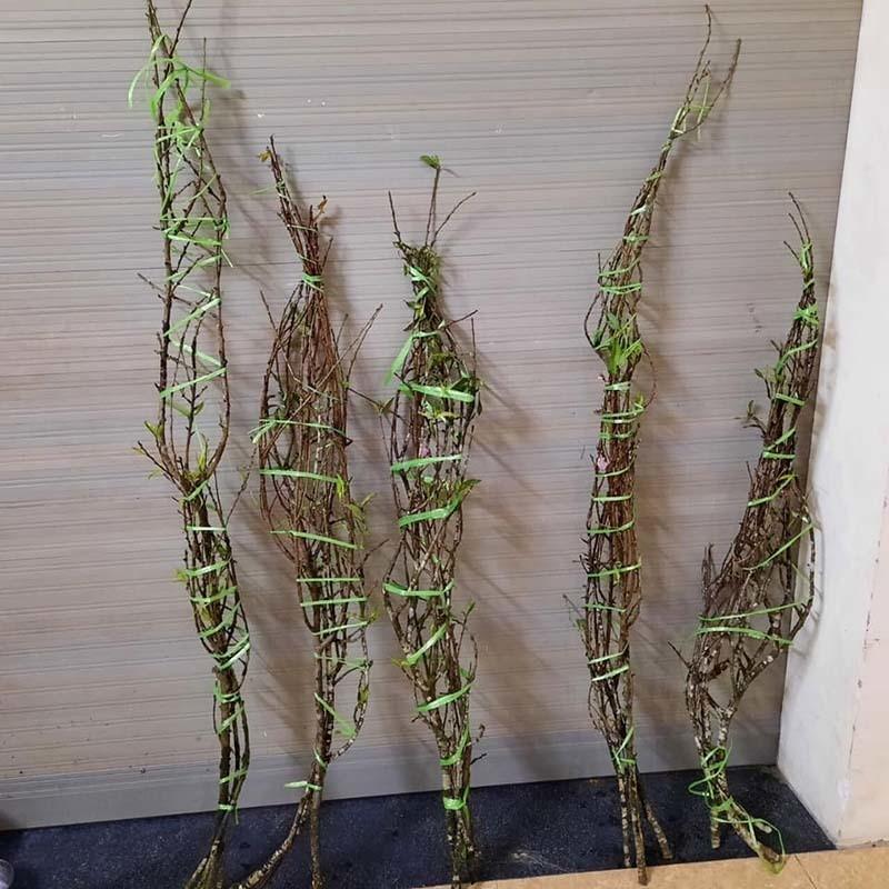 Đào rừng nở giữa mùa thu, dân Hà thành đặt mua tới tấp