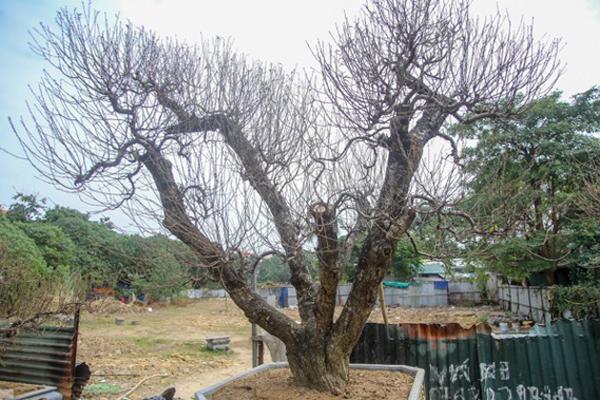 Đào cổ thụ cho thuê xuống phố sớm đón Tết 2021