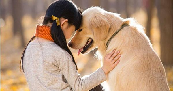 Chó có khả năng "song ngữ", nghe hiểu nhiều thứ tiếng