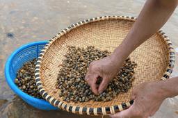 Chắt chắt - món ăn dân giã mà vui miệng đến lạ kỳ của Quảng Bình