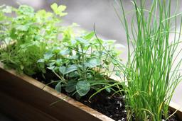 Cách trồng hành lá, tỏi, gừng - những cây gia vị thiết yếu tại nhà