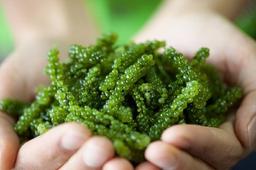 Cách sơ chế rong nho nhanh, đảm bảo ăn không tanh và giữ được độ giòn