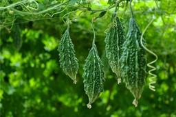 Mẹo lựa chọn khổ qua ít bị đắng, trăm quả ngon như một