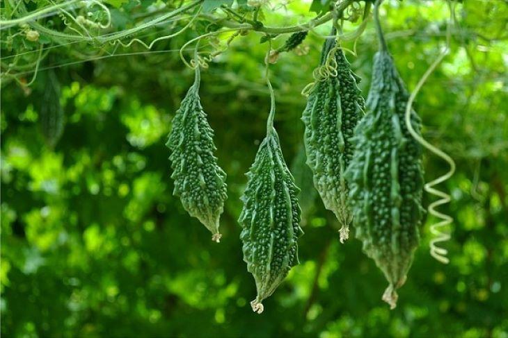 Mẹo lựa chọn khổ qua ít bị đắng, trăm quả ngon như một