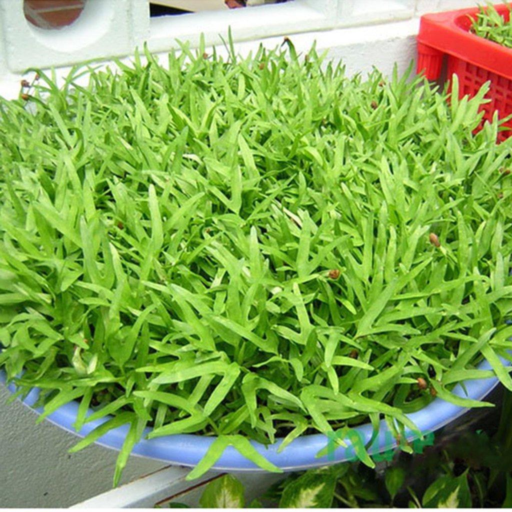 Cách trồng rau muống không cần đất để có rau ăn quanh năm