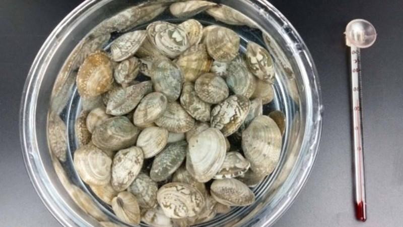 Bỏ túi ngay 5 tuyệt chiêu giúp rửa sạch ngao không phải ai cũng biết