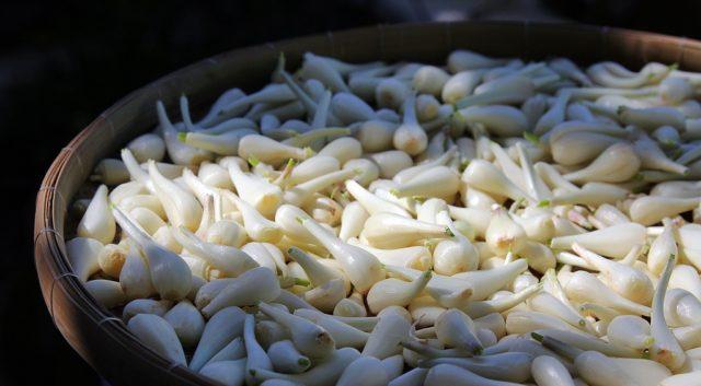 Mẹo sơ chế củ kiệu nhanh chóng, đảm bảo khi chế biến được trắng, giòn và không hăng