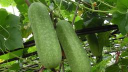 5 mẹo chọn bí đao ngon, giòn, đặc ruột và cách bảo quản bí đao để lâu không hỏng