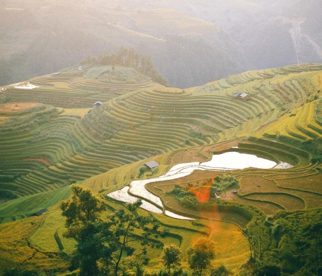 Mù Cang Chải đẹp mơ màng mùa ruộng bậc thang phủ màu vàng của lúa chín
