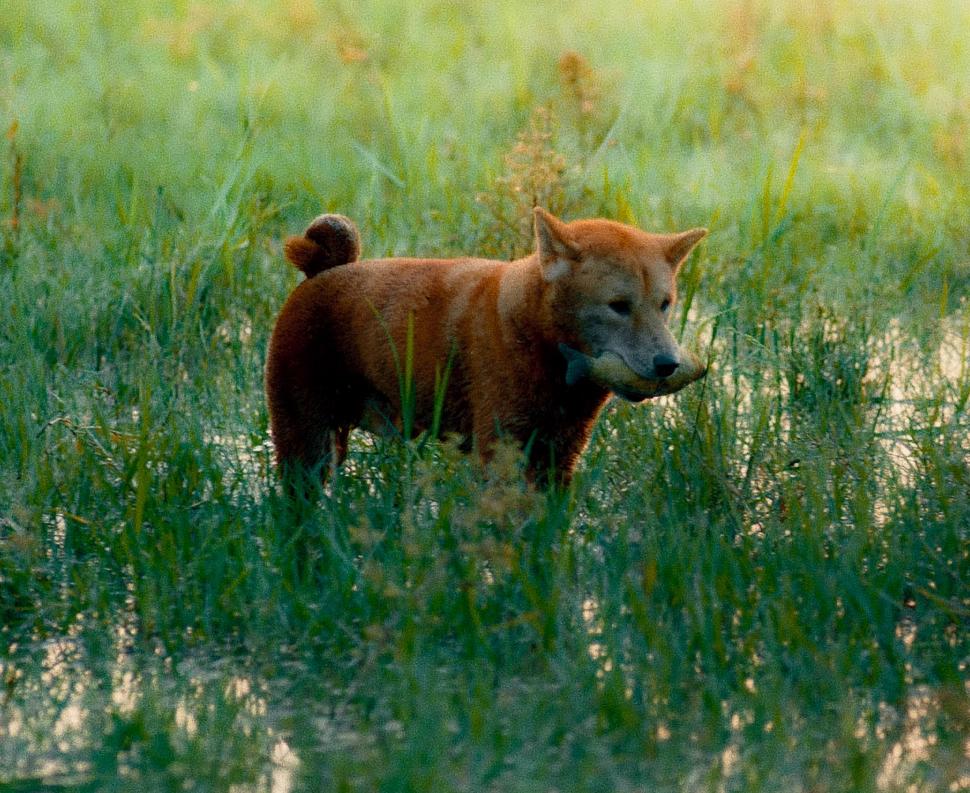 Cuối cùng phim Cậu Vàng cũng công bố hình ảnh đầu tiên của "cậu Vàng"