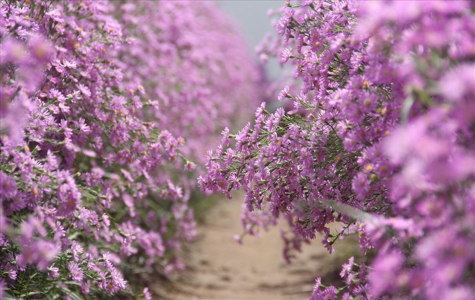 Du lịch Cần Thơ nhớ check-in ở vườn hoa thạch thảo đẹp như mơ