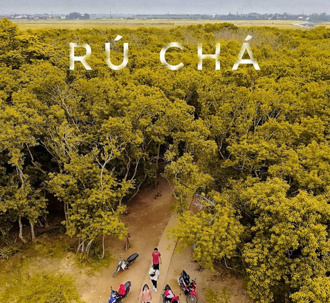 Du lịch mùa thu: Đừng bỏ qua vẻ đẹp của rừng ngập mặn Rú Chá, Huế