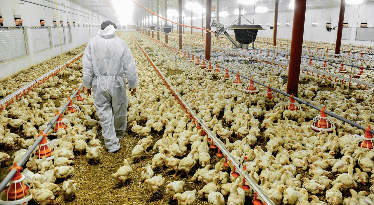 Phát hiện và tiêu hủy ổ dịch cúm gia cầm có nguy cơ lây nhiễm cao tại Nhật