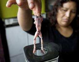 "Rùng mình" với món sinh tố được xay từ ếch sống ở Peru