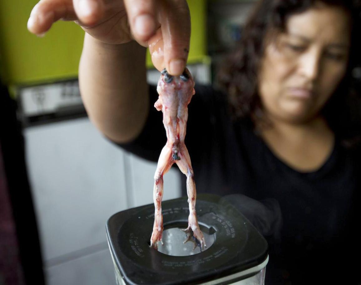 "Rùng mình" với món sinh tố được xay từ ếch sống ở Peru