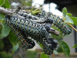 Mopane - loài sâu lông nhìn ai cũng sợ nhưng giá đắt hơn cả thịt bò Kobe