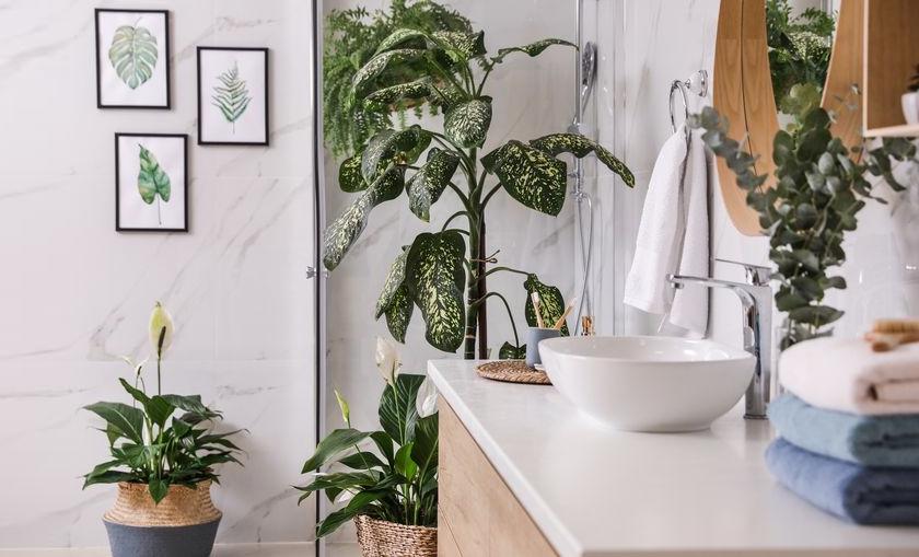 5 loại cây trồng cực thích hợp để tô điểm cho phòng tắm thêm xinh