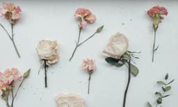 Cách ép hoa khô giữ được màu sắc sống động thành công 100% bằng... cát mèo