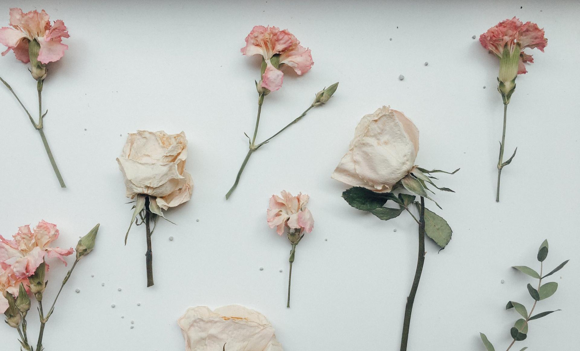 Cách ép hoa khô giữ được màu sắc sống động thành công 100% bằng... cát mèo