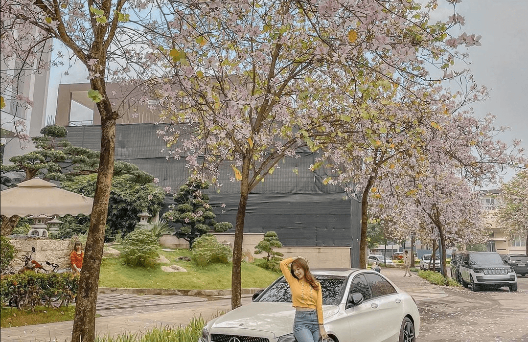 5 địa điểm ngắm hoa ban nở rộ ở Hà Nội, cứ đứng vào là có ảnh đẹp