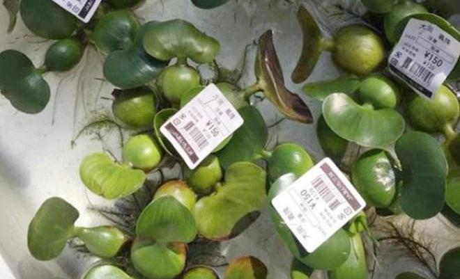 Người Nhật coi cải xoong là cỏ nhưng chi bộn tiền mua thân chuối, bèo Tây