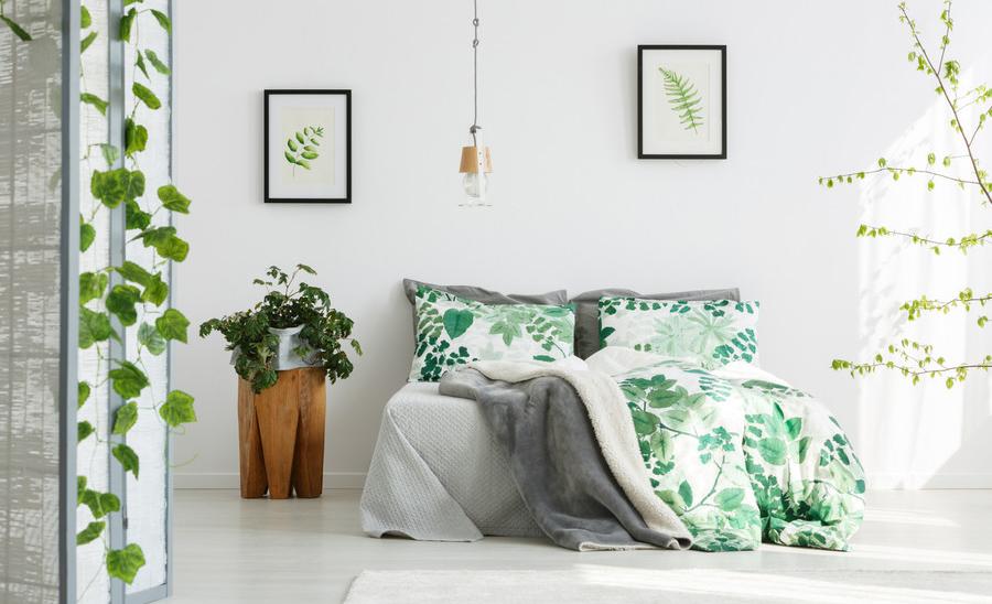 3 loại cây cảnh đem lại may mắn nhưng không tốt cho phong thủy phòng ngủ