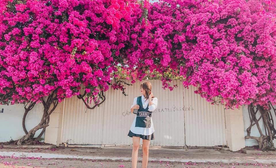 5 địa điểm chụp ảnh hoa giấy đảm bảo có ảnh lung linh ở Vũng Tàu