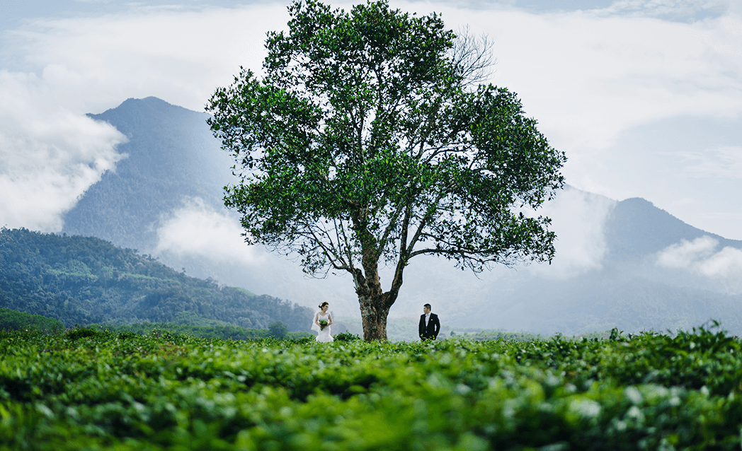 Đồi chè Đông Giang, điểm du lịch đẹp là và ít người biết của Quảng Nam