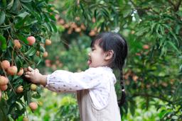Khó quên như quả vải thiều Thanh Hà ăn ngay trong vườn đúng mùa thu hoạch