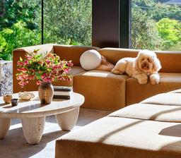 6 cách làm giảm mùi hôi của thú cưng trong nhà một cách hiệu quả