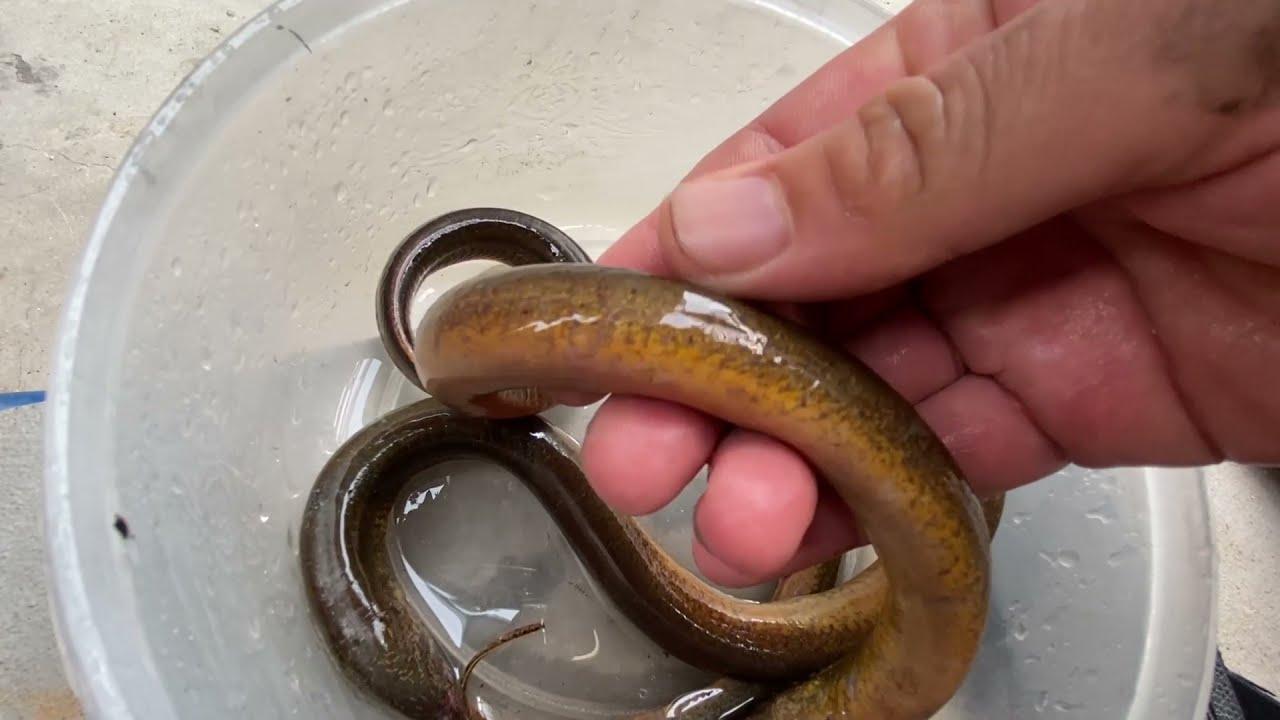 Mẹo chọn lươn ngon, mẹo sơ chế lươn hết nhớt, không tanh chỉ trong nháy mắt