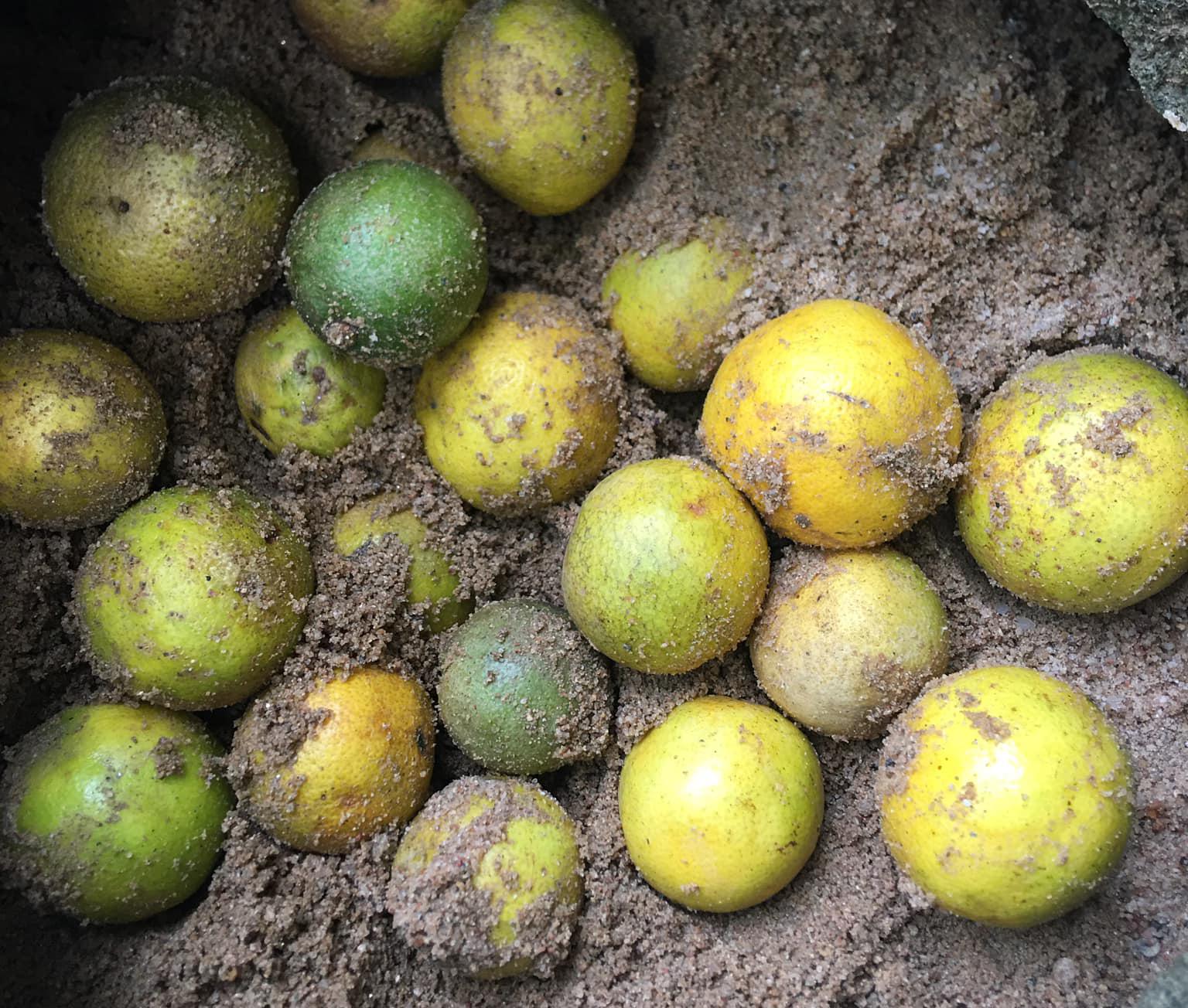 Không cần tủ lạnh, bảo quản cam chanh thế này 2 tháng sau vẫn tươi rói, mọng nước