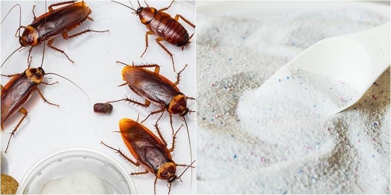 Cho ít đường trắng vào xà phòng khuấy đều, sẽ giúp nhà bạn không có con chuột, gián nào
