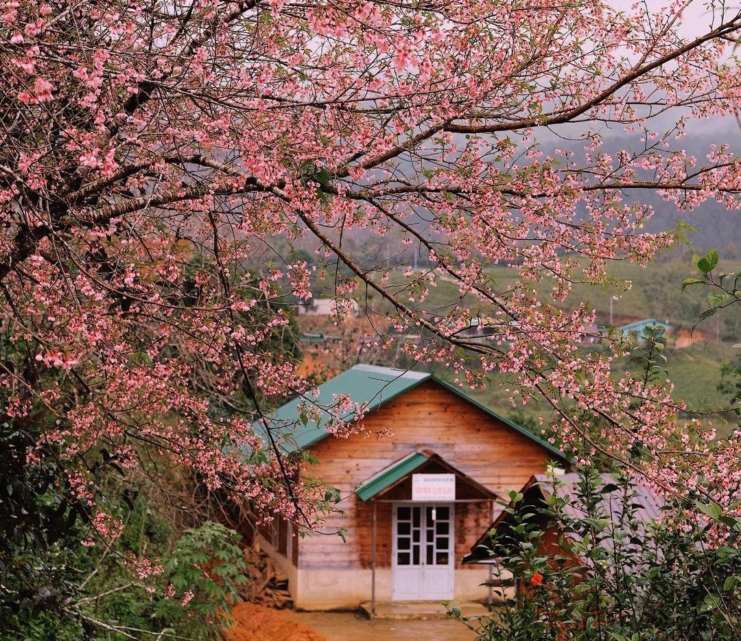 Đến Đà Lạt vào những ngày đẹp nhất trong năm để ngắm mai anh đào nở rộ