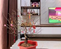 10+ loại cây cảnh đón may mắn, tài lộc vào nhà trong dịp Tết Nguyên đán