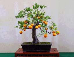 5 loại cây cảnh thu hút vận may cho ngày Tết vừa dễ trồng, vừa dễ chăm