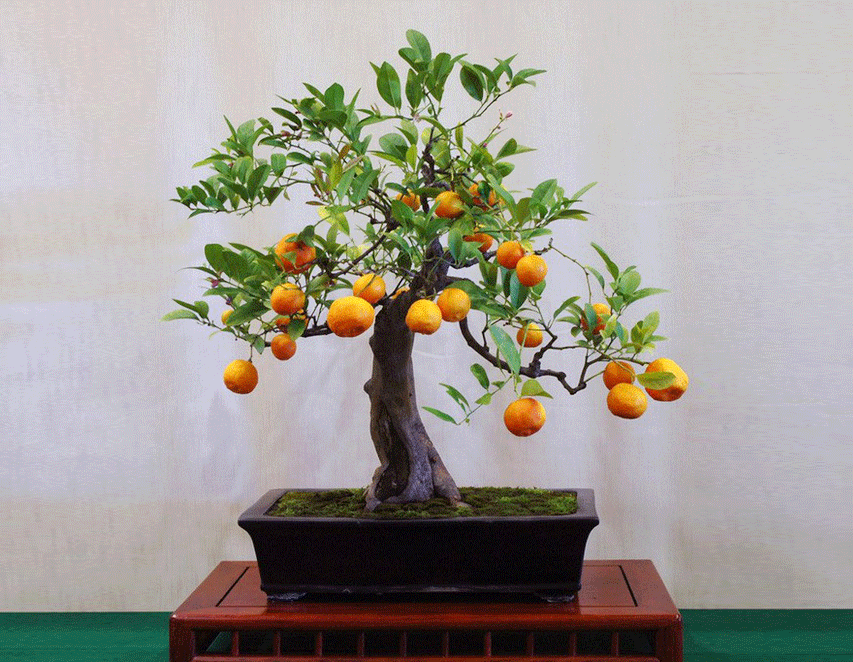 5 loại cây cảnh thu hút vận may cho ngày Tết vừa dễ trồng, vừa dễ chăm