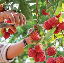 5 mẹo chọn vải thiều chuẩn, ngon thơm, cùi dày và không sâu đầu