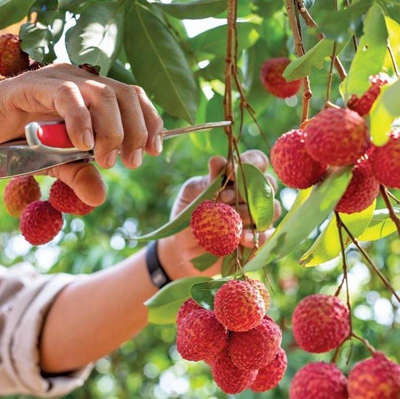 5 mẹo chọn vải thiều chuẩn, ngon thơm, cùi dày và không sâu đầu